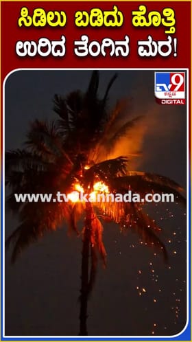 ಸಿಡಿಲು ಬಡಿದು ಹೊತ್ತಿ ಉರಿದ ತೆಂಗಿನ ಮರ: ವಿಡಿಯೋ ನೋಡಿ