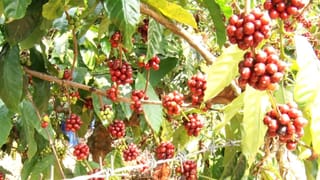 ಕೊಡಗು: 3000 ಎಕರೆ ಕಾಫಿ ಎಸ್ಟೇಟ್ ಹರಾಜಿಗೆ ಮುಂದಾದ ಬ್ಯಾಂಕ್​​ಗಳು; ಆತಂಕದಲ್ಲಿ ಮಾಲೀಕರು, ಆಗಿದ್ದೇನು?