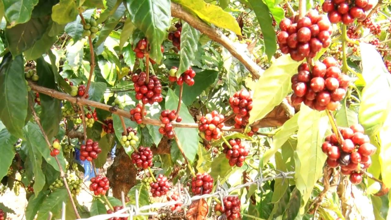 ಕೊಡಗು: 3000 ಎಕರೆ ಕಾಫಿ ಎಸ್ಟೇಟ್ ಹರಾಜಿಗೆ ಮುಂದಾದ ಬ್ಯಾಂಕ್ಗಳು; ಆತಂಕದಲ್ಲಿ ಮಾಲೀಕರು, ಆಗಿದ್ದೇನು? ಕೊಡಗು: 3000 ಎಕರೆ ಕಾಫಿ ಎಸ್ಟೇಟ್ ಹರಾಜಿಗೆ ಮುಂದಾದ ಬ್ಯಾಂಕ್ಗಳು; ಆತಂಕದಲ್ಲಿ ಮಾಲೀಕರು, ಆಗಿದ್ದೇನು?