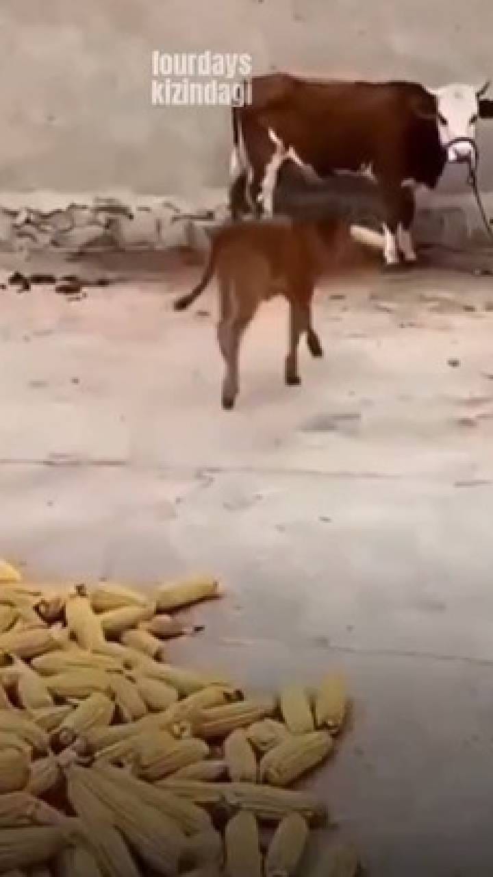 ತಾಯಿಯ ಹಸಿವು ನೀಗಿಸಿದ ಕರು