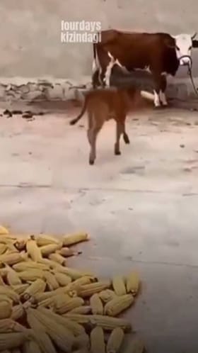 ತಾಯಿಯ ಹಸಿವು ನೀಗಿಸಿದ ಕರು