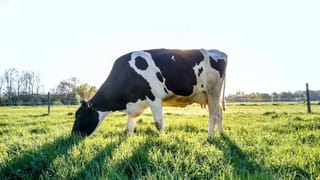 ಪೇರಳೆ ಹಣ್ಣು ಕದ್ದಿದ್ದಕ್ಕೆ ಬಾಲಕಿಗೆ ಇಂಥಾ ಶಿಕ್ಷೆಯೇ?