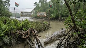 ಭಾರತ-ಬಾಂಗ್ಲಾದೇಶ ಗಡಿಯಲ್ಲಿ ಹಾವುಗಳು, ಮೊಸಳೆಗಳ ಗಸ್ತು