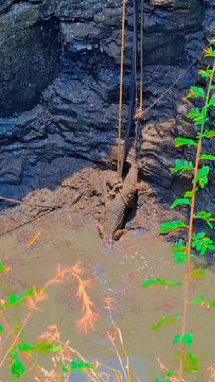 ಉತ್ತರ ಕರ್ನಾಟಕದಲ್ಲಿ ಬಾವಿಗೆ ಬಿದ್ದ ಮೊಸಳೆಯ ಜೀವ ಉಳಿದಿದ್ದು ಹೀಗೆ!