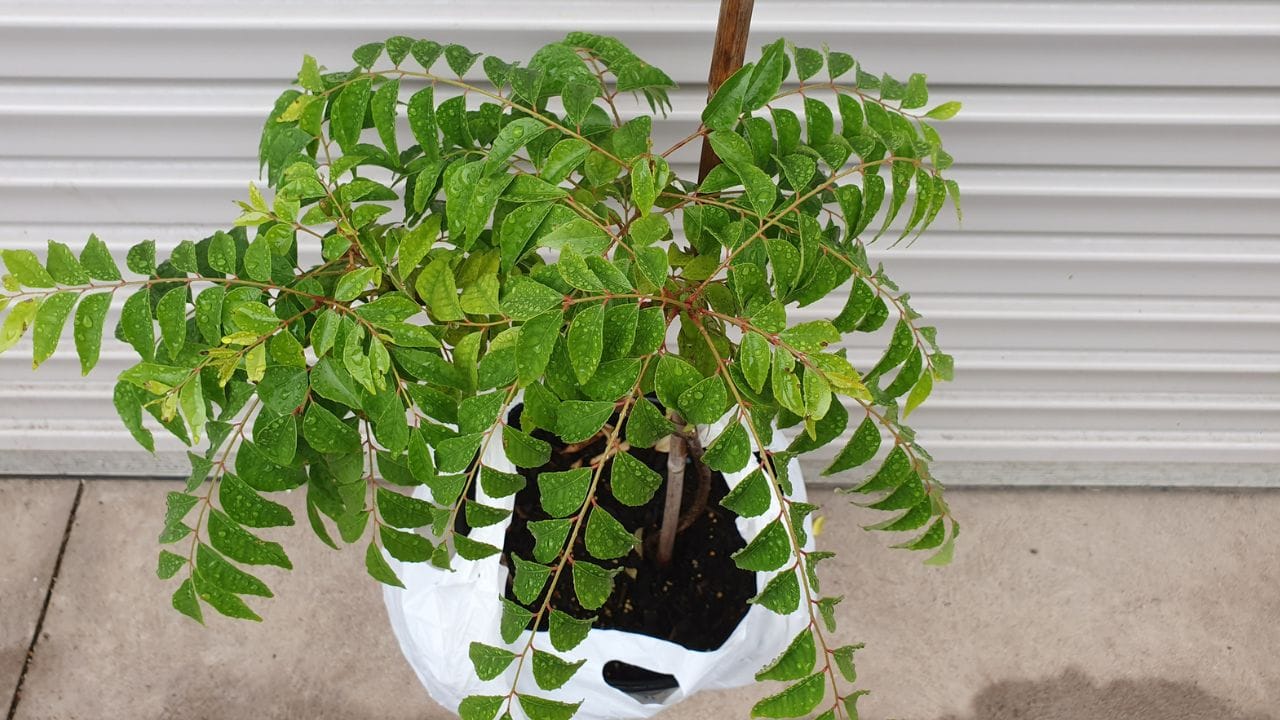 ಕರಿಬೇವಿನ ಎಲೆ ಇಲ್ಲದೆಯೇ ಅಡುಗೆ ಆಗಲ್ವಾ? ಆದ್ರೆ ಈ ಸಮಸ್ಯೆ ಇದ್ದಲ್ಲಿ ಇದನ್ನು ಬಳಸದಿರುವುದೇ ಒಳ್ಳೆಯದು