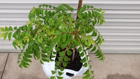 ಕರಿಬೇವಿನ ಎಲೆ ಎಲ್ಲರಿಗೂ ಒಳ್ಳೆಯದಲ್ಲ! ಈ ಸಮಸ್ಯೆ ಇರುವವರು ತಿನ್ನಲೇಬೇಡಿ