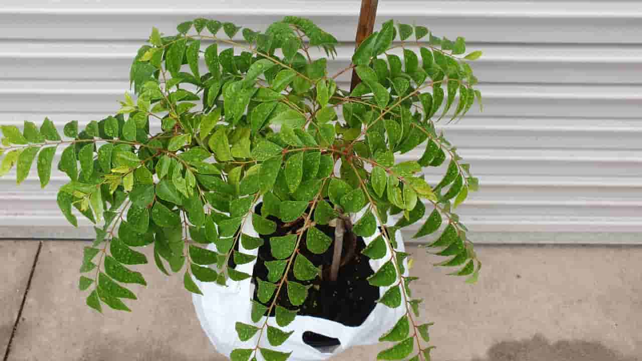 ಕರಿಬೇವಿನ ಎಲೆ ಇಲ್ಲದೆಯೇ ಅಡುಗೆ ಆಗಲ್ವಾ? ಆದ್ರೆ ಈ ಸಮಸ್ಯೆ ಇದ್ದಲ್ಲಿ ಇದನ್ನು ಬಳಸದಿರುವುದೇ ಒಳ್ಳೆಯದು