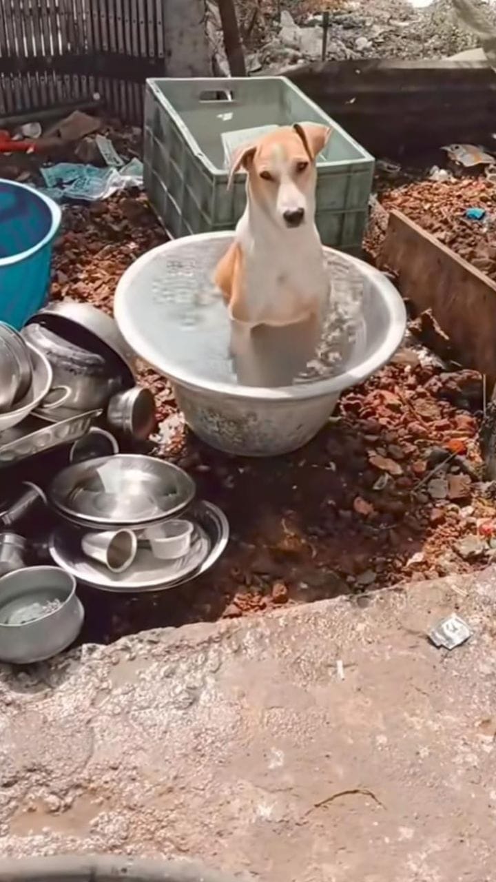 ಸೆಕೆ ತಡೆಯಲಾರದೇ ನೀರು ತುಂಬಿಟ್ಟ ಬಕೆಟ್‌ನಲ್ಲಿ ಕುಳಿತ ಶ್ವಾನ