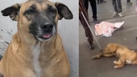 ಹಲ್ಲಿಲ್ಲದ, ವಯಸ್ಸಾದ ನಾಯಿಗಳಿಗೇಕೆ ಸಂತಾನ ಹರಣ ಚಿಕಿತ್ಸೆ?