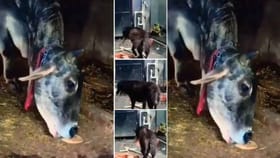 Viral Video: ಈ ನಾಯಿ ರೊಟ್ಟಿ ತಗೊಂಡು ಹೋಗ್ತಿರೋದು ಎಲ್ಲಿಗೆ ನೋಡಿ