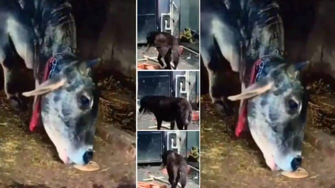 Viral Video: ಈ ನಾಯಿ ರೊಟ್ಟಿ ತಗೊಂಡು ಹೋಗ್ತಿರೋದು ಎಲ್ಲಿಗೆ ನೋಡಿ