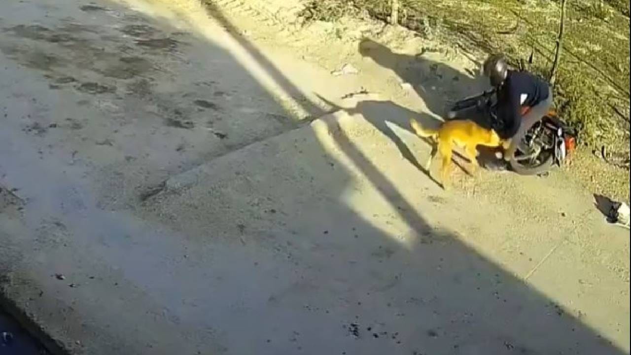 Video: ನ್ಯೂಸ್ ಪೇಪರ್ ವಿತರಕನ ಮೇಲೆ ಬೀದಿ ನಾಯಿ ದಾಳಿ