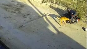 ನ್ಯೂಸ್ ಪೇಪರ್ ವಿತರಕನ ಮೇಲೆ ಬೀದಿ ನಾಯಿ ದಾಳಿ