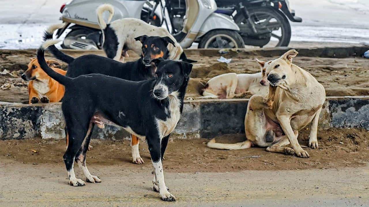 ಮದುವೆ ಮನೆಯಲ್ಲಿ ಅತಿಥಿಗಳ ಮೇಲೆ ಬೀದಿ ನಾಯಿ ದಾಳಿ, 60ಕ್ಕೂ ಹೆಚ್ಚು ಮಂದಿಗೆ ಗಾಯ