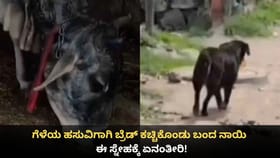 ಗೆಳೆಯ ಹಸುವಿಗಾಗಿ ಬ್ರೆಡ್ ಕಚ್ಚಿಕೊಂಡು ಬಂದ ನಾಯಿ; ಈ ಸ್ನೇಹಕ್ಕೆ ಏನಂತೀರಿ!