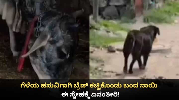 ಗೆಳೆಯ ಹಸುವಿಗಾಗಿ ಬ್ರೆಡ್ ಕಚ್ಚಿಕೊಂಡು ಬಂದ ನಾಯಿ; ಈ ಸ್ನೇಹಕ್ಕೆ ಏನಂತೀರಿ! ಗೆಳೆಯ ಹಸುವಿಗಾಗಿ ಬ್ರೆಡ್ ಕಚ್ಚಿಕೊಂಡು ಬಂದ ನಾಯಿ; ಈ ಸ್ನೇಹಕ್ಕೆ ಏನಂತೀರಿ!