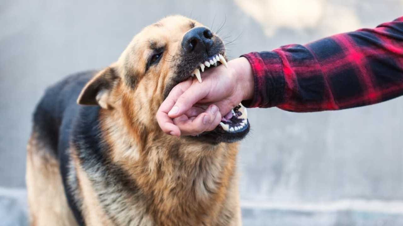 ಸೈಕಲ್ ಓಡಿಸುತ್ತಿದ್ದ ಬಾಲಕನಿಗೆ ಸಾಕು ನಾಯಿ ಕಡಿತ; ನಾಯಿ ಮಾಲೀಕರ ಮೇಲೆ ಎಫ್ಐಆರ್!
