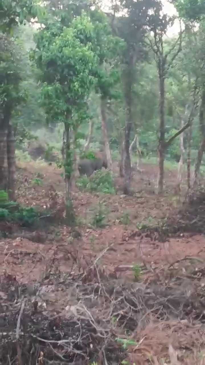 ಮನೆಯ ಬಳಿಯೇ ಪ್ರತ್ಯಕ್ಷವಾಯ್ತು ಒಂಟಿ ಸಲಗ!