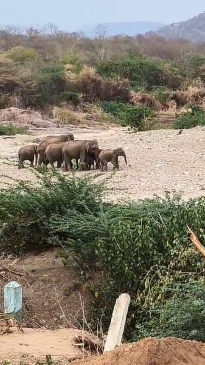 ಬಿಸಿಲಿಗೆ ಕಂಗಾಲಾದ ಗಜಪಡೆ: ನೀರಿಗಾಗಿ ಪರದಾಟ!