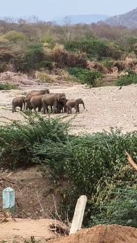 ಬಿಸಿಲಿಗೆ ಕಂಗಾಲಾದ ಗಜಪಡೆ: ನೀರಿಗಾಗಿ ಪರದಾಟ!