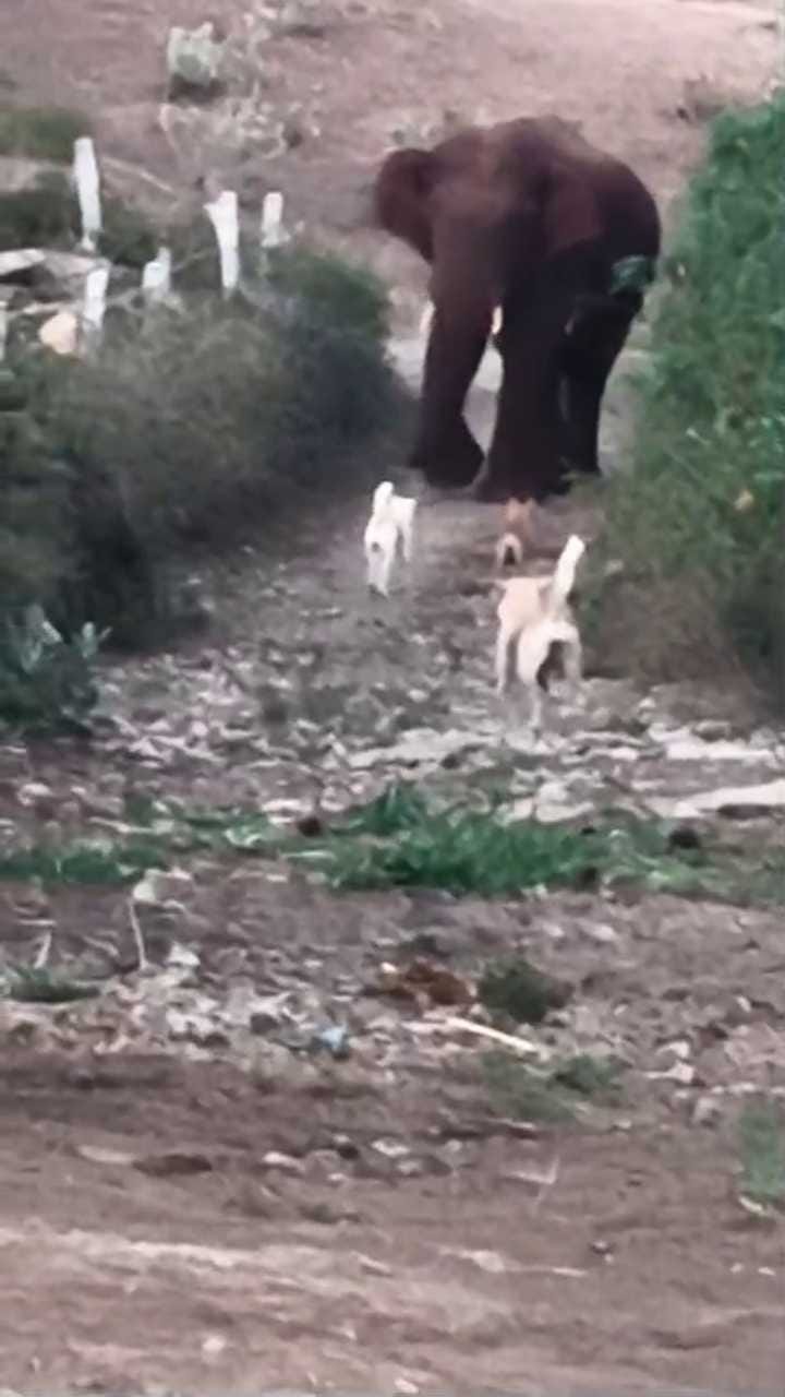 ಹಗಲಲ್ಲೇ ನಡುರಸ್ತೆಯಲ್ಲಿ ಗಜರಾಜನ ದಾಂಧಲೆ!