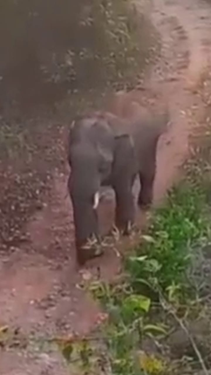 ಚಿಕ್ಕಮಗಳೂರು: ಗ್ರಾಮದಲ್ಲೇ ಬೀಡುಬಿಟ್ಟಿರುವ ಒಂಟಿ ಸಲಗ