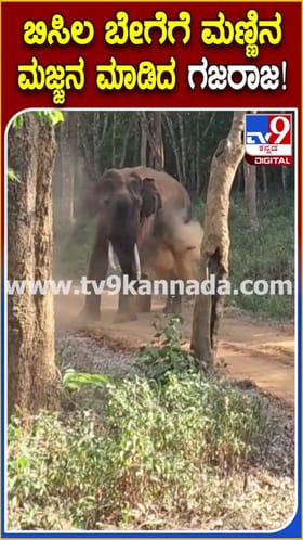 ಬಿಸಿಲ ಬೇಗೆ ತಾಳಲಾರದೆ ಗಜರಾಜನ ಮಣ್ಣಿನ ಮಜ್ಜನ!