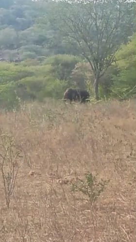 ಪ್ರವಾಸಿ ಸ್ಥಳ ಸಂಗಮದಲ್ಲಿ ಒಂಟಿ ಸಲಗದ ಆರ್ಭಟ!