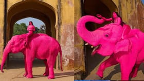 ಆನೆಗೆ ಗುಲಾಬಿ ಬಣ್ಣ ಹಚ್ಚಿ ಫೋಟೊಶೂಟ್, ಒಂದು ತಿಂಗಳಲ್ಲೇ ಆನೆ ಸಾವು