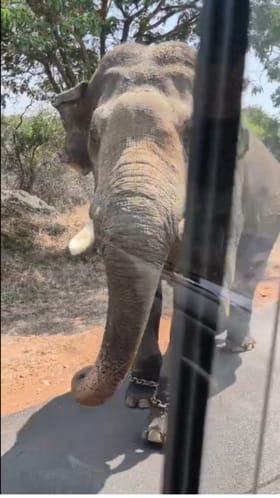 ಸಫಾರಿ ವಾಹನದ ಮೇಲೆ ಸಾಕಾನೆ ಅಟ್ಯಾಕ್​​