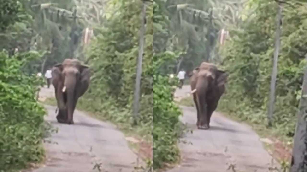 ನಡುರಸ್ತೆಯಲ್ಲಿ ಒಂಟಿ‌ ಕೋರೆ‌ ಸಲಗದ ಬಿಂದಾಸ್ ವಾಕ್!