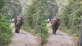 ನಡುರಸ್ತೆಯಲ್ಲಿ ಒಂಟಿ‌ ಕೋರೆ‌ ಸಲಗದ ಬಿಂದಾಸ್ ವಾಕ್!