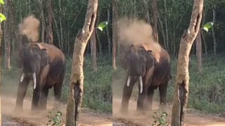 ಬಿಸಿಲ ಬೇಗೆಗೆ ಕಾಡಾನೆಯ ಮಣ್ಣಿನ ಮಜ್ಜನ! ಸಫಾರಿಗೆ ಹೋದವರಿಗೆ ಕಂಡ ಮನಮೋಹಕ ದೃಶ್ಯ ಇಲ್ಲಿದೆ ನೋಡಿ