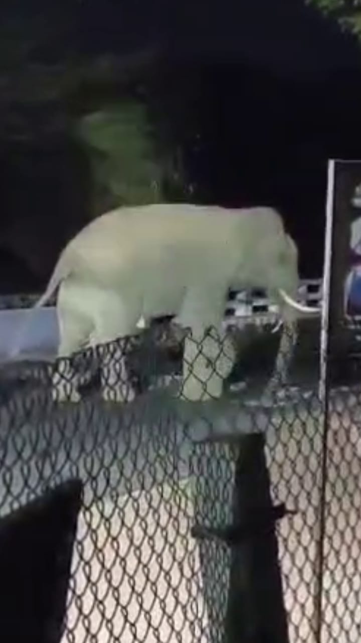 ಕತ್ತಲಲ್ಲಿ ಎಂಟ್ರಿ ಕೊಟ್ಟ ಒಂಟಿ ಸಲಗ: ಬೆಚ್ಚಿಬಿದ್ದ ಜನ