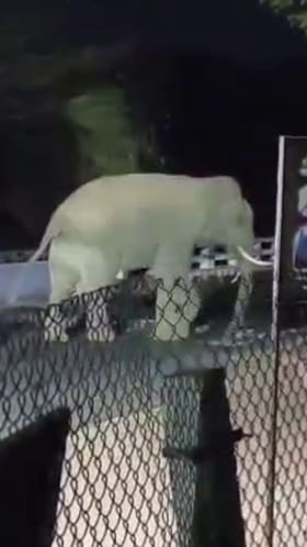 ಕತ್ತಲಲ್ಲಿ ಎಂಟ್ರಿ ಕೊಟ್ಟ ಒಂಟಿ ಸಲಗ: ಬೆಚ್ಚಿಬಿದ್ದ ಜನ