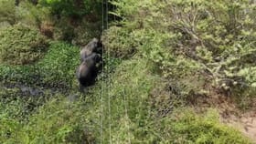 Video: ಆನೇಕಲ್ ದೊಡ್ಡಕೆರೆಯಲ್ಲಿ ಬೀಡುಬಿಟ್ಟ ಗಜಪಡೆ