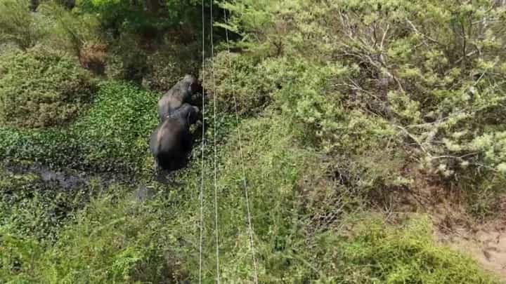 ಆನೇಕಲ್ ದೊಡ್ಡಕೆರೆಯಲ್ಲಿ ಬೀಡುಬಿಟ್ಟ ಗಜಪಡೆ: ಡ್ರೋನ್ ಕ್ಯಾಮರಾದಲ್ಲಿ ಸೆರೆಯಾಯ್ತು ಕಾಡಾನೆಗಳ ದೃಶ್ಯ! ಆನೇಕಲ್ ದೊಡ್ಡಕೆರೆಯಲ್ಲಿ ಬೀಡುಬಿಟ್ಟ ಗಜಪಡೆ: ಡ್ರೋನ್ ಕ್ಯಾಮರಾದಲ್ಲಿ ಸೆರೆಯಾಯ್ತು ಕಾಡಾನೆಗಳ ದೃಶ್ಯ!