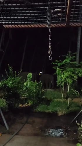 ರಾಮನಗರ: ತಡರಾತ್ರಿ ಮನೆ ಬಳಿಗೇ ನುಗ್ಗಿದ ಕಾಡಾನೆಗಳು!