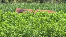 ಸುಟ್ಟಘಟ್ಟ ಗ್ರಾಮದ ತೋಟದಲ್ಲಿ ಪ್ರತ್ಯಕ್ಷವಾಯಿತು ಕಾಡಾನೆಗಳ ಹಿಂಡು!