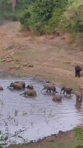 ಬಿಸಿಲಿನ ತಾಪಕ್ಕೆ ಗಂಟಗಟ್ಟಲೆ ಕೆರೆಯಲ್ಲೆ ರಿಲ್ಯಾಕ್ಸ್ !