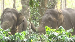 ಕಾರ್ಯಾಚರಣೆ ತಂಡಕ್ಕೆ ಚಳ್ಳೆಹಣ್ಣು ತಿನ್ನಿಸಿದ ಕಾಡಾನೆ: ಸೆರೆ ಹಿಡಿದ ಕ್ಷಣಾರ್ಧದಲ್ಲೇ ಎಸ್ಕೇಪ್