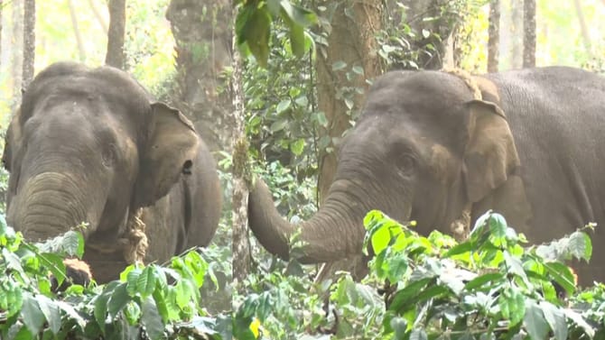 ಕಾರ್ಯಾಚರಣೆ ತಂಡಕ್ಕೆ ಚಳ್ಳೆಹಣ್ಣು ತಿನ್ನಿಸಿದ ಕಾಡಾನೆ: ಎಸ್ಕೇಪ್