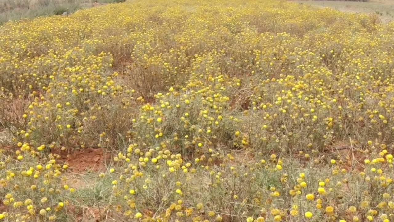 ಚಿಕ್ಕಬಳ್ಳಾಪುರ ಜಿಲ್ಲೆಯಲ್ಲಿ ವಿವಿಧ ಹೂ ಗಳನ್ನು ಬೆಳೆಯಾಗಲಾಗುತ್ತದೆ. 10 ಸಾವಿರಕ್ಕೂ ಹೆಚ್ಚು ಹೆಕ್ಟೇರ್ ಪ್ರದೇಶಗಳಲ್ಲಿ ಹೂ ಬೆಳೆಲಾಗುತ್ತದೆ. ಆದರೆ ಈಗ ತಾಪಮಾನ ಹೆಚ್ಚಾದ ಕಾರಣ, ಹೂ ಗಿಡಗಳನ್ನು ಬೆಳೆಯಲು ಕಷ್ಟ ಸಾಧ್ಯವಾಗುತ್ತಿದೆ. 37-38 ಡಿಗ್ರಿ ಸೆಲ್ಸಿಯಸ್ನಷ್ಟು ತಾಪಮಾನ ದಾಖಲಾಗ್ತಿದೆ. ಇದರಿಂದ ಹೂಗಳು ಬಾಡುತ್ತಿವೆ.