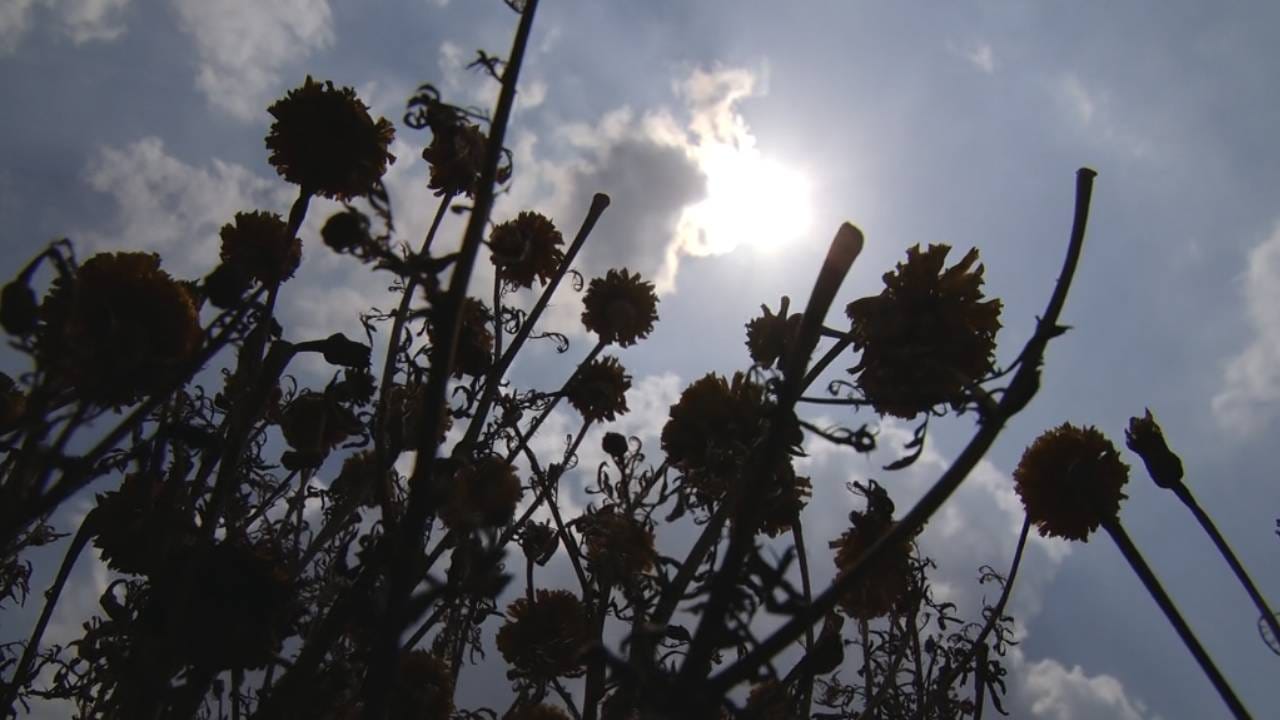 ಕಲರ್ ಫುಲ್ ವಿವಿಧ ತಳಿಯ ಹೂವಿನ ಕೃಷಿಗೆ ಚಿಕ್ಕಬಳ್ಳಾಪುರ ಜಿಲ್ಲೆ ಖ್ಯಾತಿ ಹೊಂದಿದೆ. ಆದರೆ ಈ ಭಾರಿಯ ಬೇಸಿಗೆ ಹೂ ಬೆಳೆಗಾರರಿಗೆ ಸಂಕಷ್ಟ ತಂದೊಡ್ಡಿದೆ. ಅತಿಯಾದ ತಾಪಮಾನದಿಂದ ಗಿಡಗಳು ಬೆಳೆಯುತ್ತಿಲ್ಲ, ಹೂಗಳು ಅರಳುತ್ತಿಲ್ಲ.  ಮಾರುಕಟ್ಟೆಯಲ್ಲಿ ಹೂ ಸಹ ದೊರೆಯುತ್ತಿಲ್ಲ. ಯಾಕಾದರೂ ಬೇಸಿಗೆ ಬಂತು ಎನ್ನುವಂತಾಗಿದೆ. 
