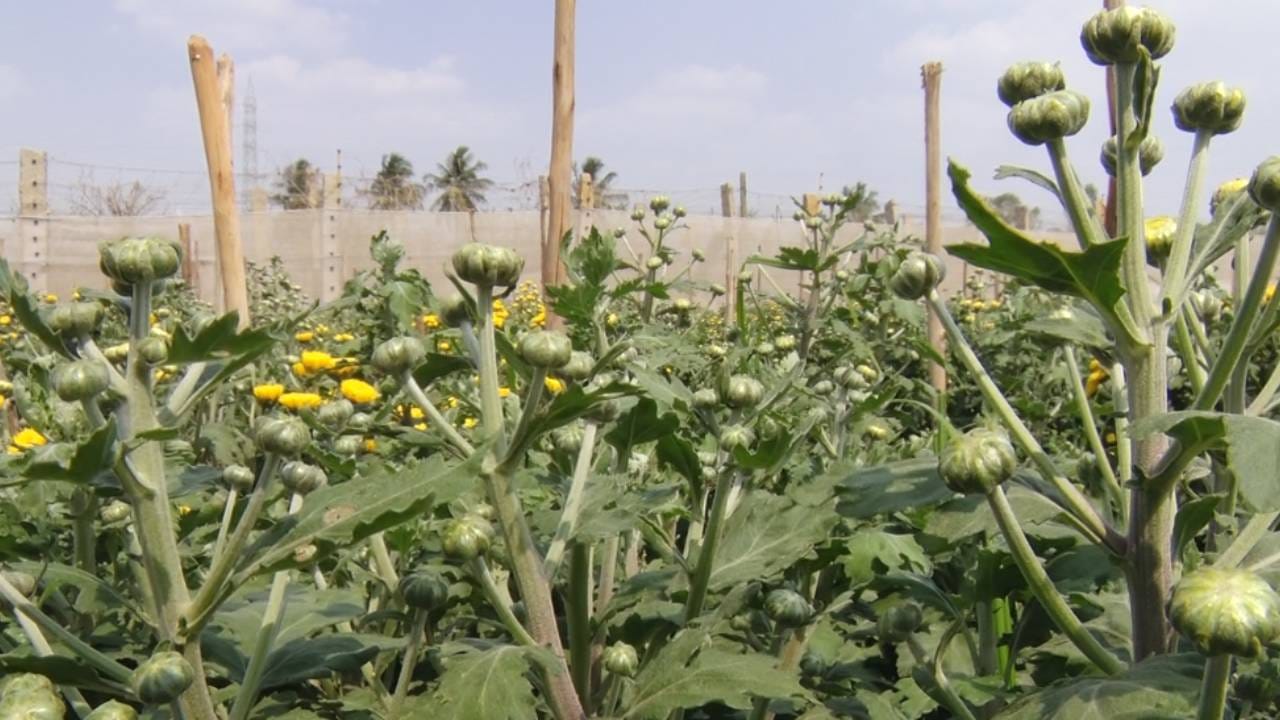 ಚಿಕ್ಕಬಳ್ಳಾಪುರ ತಾಲ್ಲೂಕಿನ ಅಗಲಗುರ್ಕಿ ಗ್ರಾಮದ ರೈತ ಮುರಳಿ ಎನ್ನುವವರು ಹಗಲು ರಾತ್ರಿ ಕಷ್ಟಪಟ್ಟು ಲಕ್ಷಾಂತರ ರೂ ಬಂಡವಾಳ ಹೂಡಿ ಸೇವಂತಿ ಹೂ ಬೆಳೆದಿದ್ದಾರೆ. ಆದರೆ ವಿರೀತ ತಾಪಮಾನಕ್ಕೆ ಹೂವಿನ ಗಿಡಗಳು ಮೊಗ್ಗು ಕಟ್ಟಿದ್ದರೂ ಹೂ ಮಾತ್ರ ಬಿಡುತ್ತಿಲ್ಲ.