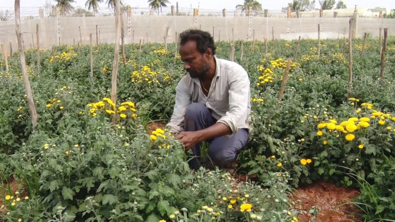 ಪದೇ ಪದೇ ನೀರು ಬಿಟ್ಟು ಭೂಮಿ ತಂಪಾಗಿಟ್ಟರು ಬಿಸಿಲಿಗೆ ಹೂ ಅರಳುತ್ತಿಲ್ಲ. ಮೂರು ತಿಂಗಳಿಗೆ ಹೂ ಬರಬೇಕಿತ್ತು. ಆದರೆ ಮೂರುವರೆ ತಿಂಗಳಾದರೂ ಹೂ ಅರಳುತ್ತಿಲ್ಲ. ತಾಪಮಾನ ಹೆಚ್ಚಾಗಿ ಹೂವಿನ ಗಿಡ ಬೆಳೆಯಲಾಗುತ್ತಿಲ್ಲ.