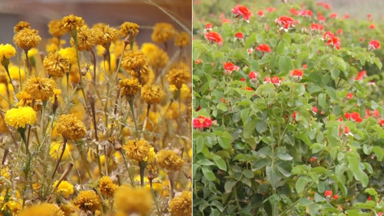 ತಂಪಾದ ಹವಗುಣಕ್ಕೆ ಹೆಸರಾಗಿದ್ದ ಜಿಲ್ಲೆಯಲ್ಲಿ ಈಗ ಉಷ್ಣಾಂಶ ದಾಖಲೆ ಮಟ್ಟಕ್ಕೇರಿದೆ. ಚೆಂಡು ಹೂ, ಗುಲಾಬಿ ಸೇರಿದಂತೆ ವಿವಿಧ ತಳಿಯ ಹೂವುಗಳು ಗಿಡದಲ್ಲೇ ಒಣಗುತ್ತಿದ್ದು, ಬಿಸಿಲಿನ ತಾಪ ಹೂ ಬೆಳೆಗಾರರ ಬದುಕನ್ನು ಕಮರಿಸುತ್ತಿದೆ.