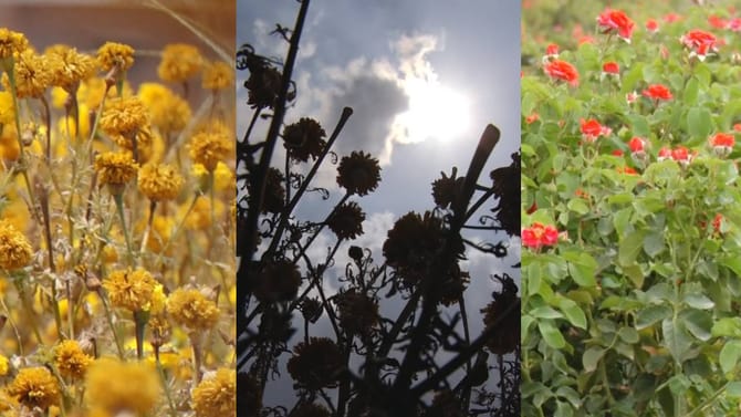 ಹೊಟ್ಟೆಗೂ ಇಲ್ಲ, ಜುಟ್ಟಿಗೂ ಇಲ್ಲ: ಬಿಸಿಲ ತಾಪಕ್ಕೆ ಕಮರಿದ ಹೂಗಳು