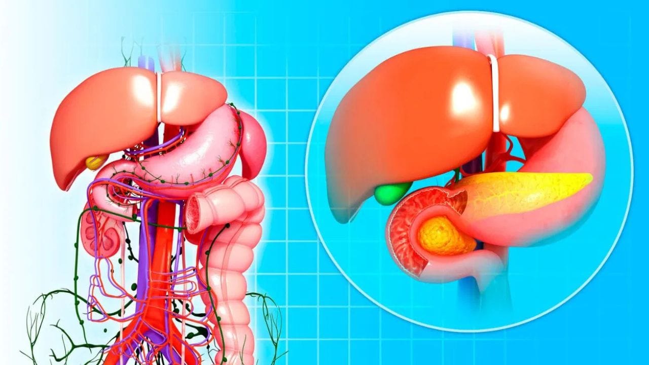 ಲಿವರ್ ಆರೋಗ್ಯ ಚೆನ್ನಾಗಿರಬೇಕು ಅಂದ್ರೆ ನೀವು ಈ ಮೂರು ಆಹಾರಗಳಿಂದ ದೂರವಿರಲೇಬೇಕು!