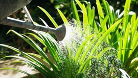 ಬೇಸಿಗೆಯಲ್ಲಿ ಗಿಡಗಳಿಗೆ ಯಾವ ಸಮಯದಲ್ಲಿ ನೀರು ಹಾಕಿದರೆ ಉತ್ತಮ